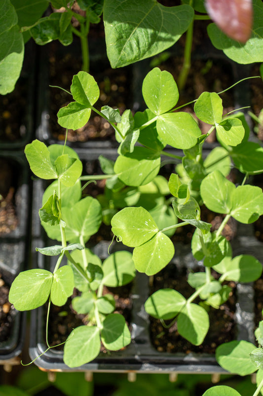 SA Peas Greenfeast
