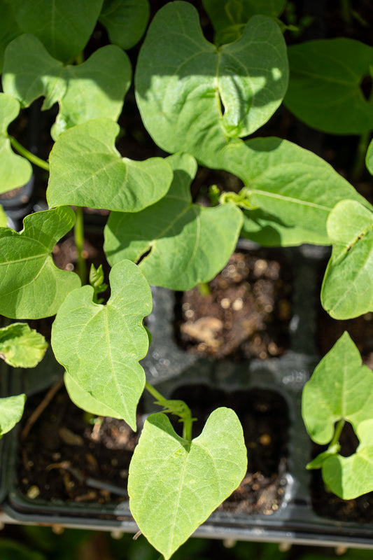 Beans Bush - 6pk