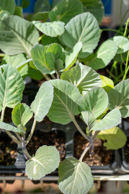 Cabbage - 6pk