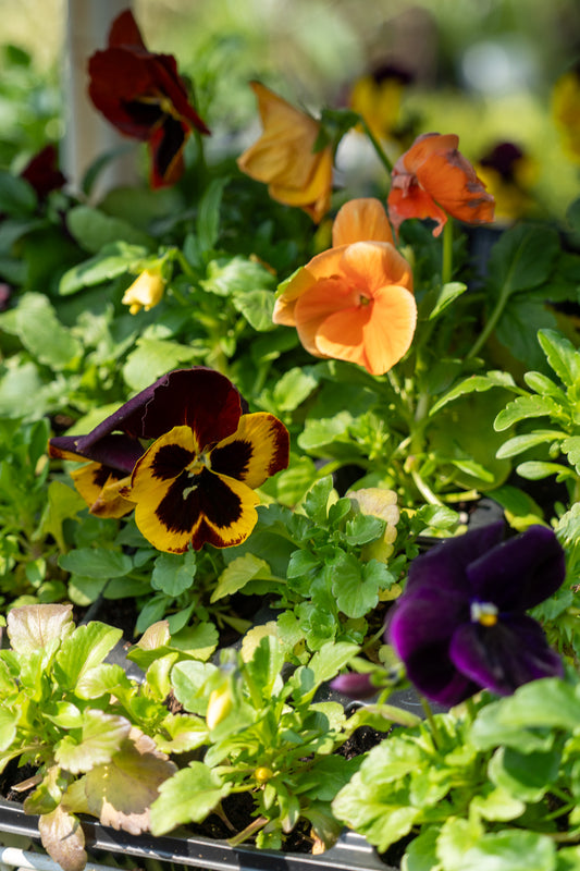 Viola assorted - 6pk