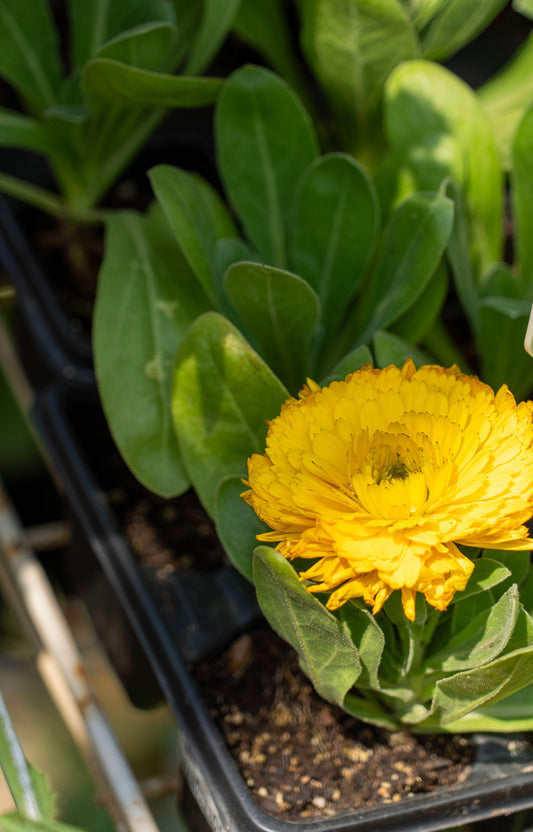 Calendula (assorted) - 6pk