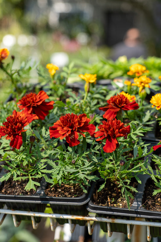 Marigold - 6pk