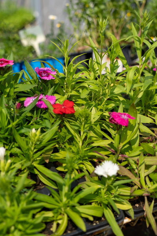 Dianthus spp. assorted (Pinks) - 6pk